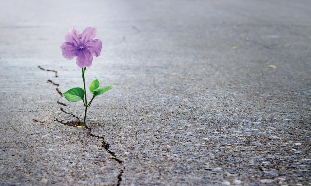 Close up of flower growing up from crack in the asphalt road