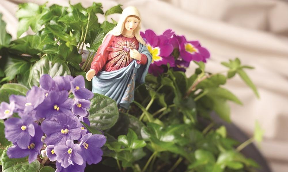 An indoor Mary garden of flowers